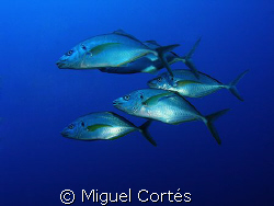 School of white trevallies. by Miguel Cortés 